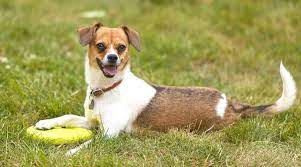 Beagle chihuahua mix playing frisbee