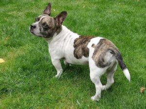 Chibull dog, Frenchie dog is standing on the grass. Crossbreed between French bulldog and chihuahua.