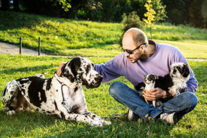 The adult man posing with his dogs. He is sitting on the grass in a park with his three dogs. The man has one arm hugging two little dogs -Shih Tzu and Chihuahua, who are in his lap, while another put on the Great Dane that is lying next to them. The man is talking to the Great Dane stroking its neck, while it is patiently lying and looking to the toy dogs.