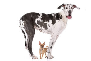 Great Dane and a chihuahua
