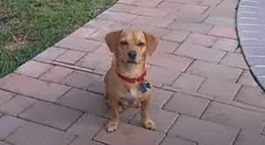Cheagle dog staring at camera