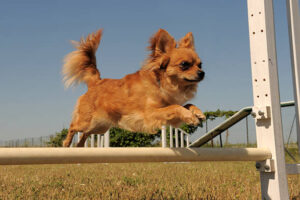 chihuahua in a training of agility