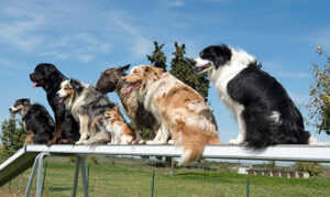 group of dogs in a training of agility