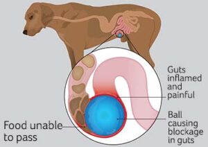figure chows a blocked ball inside a dog's gut