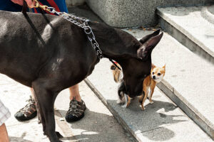 a great dane and a chihuahua, sniff each other out before deciding to become friends