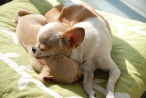 older chihuahua and a pupppy