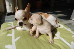 old chihuahua and puppy