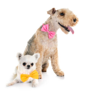 lakeland terrier and chihuahua in front of white background