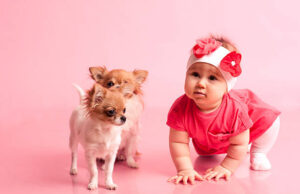 Cute baby girl crawling on floor with two puppies in room