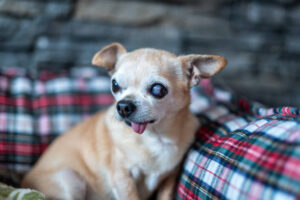 Senior chihuahua with acute glaucoma and tongue falling out due to missing teeth