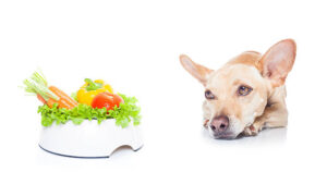 chihuahua dog with healthy vegan or vegetarian food bowl, isolated on white background