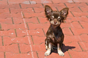 Cute longhair brown chihuahua puppy - four months old - dazzled by sun rays