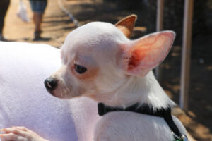 Small white chihuahua holded in the arms