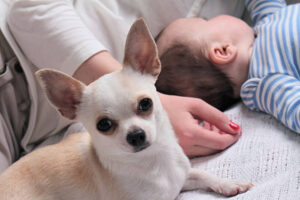 Chihuahua dog on bed infront of woman an baby