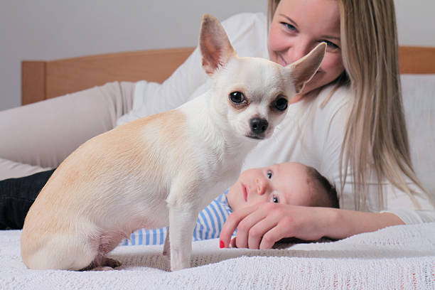 Chihuahua dog on bed in front of woman an baby