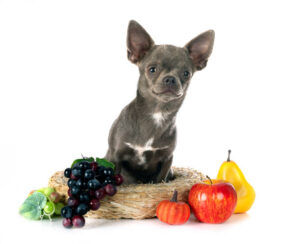 little chihuahua with fruits in front of white background