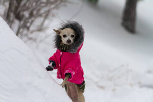 Chihuahua dog standing on the snow