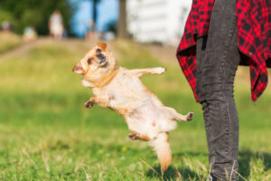 funny scene of a chihuahua dog jumps in front of a woman