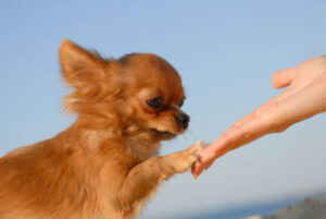 tender touch handshake of young woman hand and little cute sweet puppy of chihuahua pet dog 