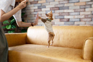 Cute chihuahua in t-shirt standing up on yellow sofa and giving high five to crop owner at home