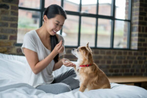 Beautiful Asian woman training her dog at home using treats and looking very happy - animals concepts