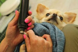 Chihuahua and electric nail grinder in woman hands of groomer. Polishing claws, clipping and manicure of pets concept. Animal hygiene care. Professional beauty procedure in grooming salon. Close-up