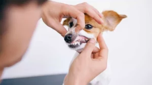 a vet checks chihuahua's teeth