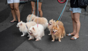 Group of dogs, one blind, being taken for a walk.