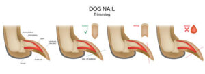 Dog nail trimming Wrong and Correct. Anatomical claw side view structure diagram. Canine toenail clipping information.