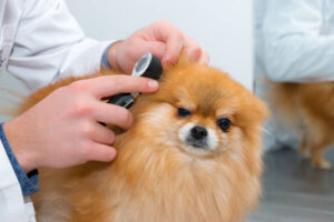 Checking the puppy's ears with an otoscope. 