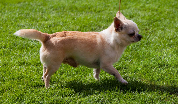 Chihuahua outdoor on green grass.