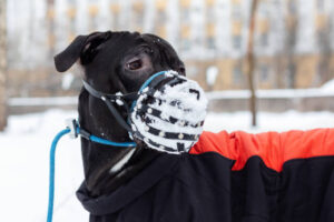 Dog in a muzzle in winter.