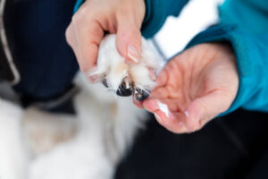 Woman holding a dog paw with icy and salty chunks, paw balm for protection at the walk, closeup
