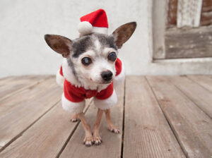 Old Chihuahua senior Dog wears santa suit and hat stands on wooden platform. Little dog is blind but happy. An old distressed garage is behind her.
