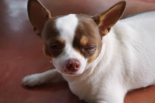 red eye inflammation chivava dog turn to blind eye
