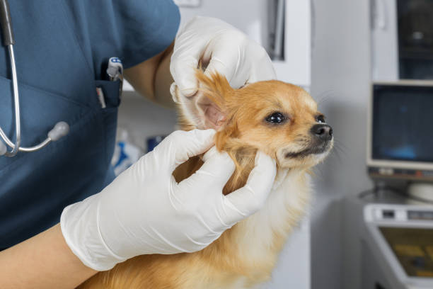 Veterinarian examines ear of a chihuahua