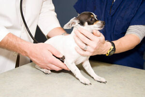 A chihuahua puppy being examined by a veterinarian