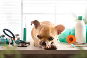Sick dog on a veterinarian table with supplies window background. Front view. Horizontal composition.