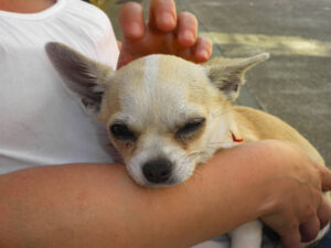 Light-colored Chihuahua in the arms of a person who is petting him