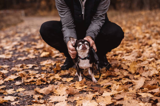 Man putting on dog collar on his old chihuahua Photo taken outdoors in daytime in autumn