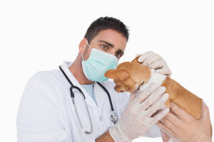 Male vet examining the ear of a chihuahua helped by an assistant on white background