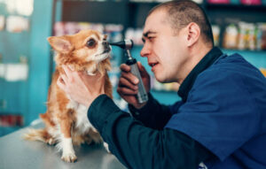 Veterinarian examines ear of a chihuahua with otoscope