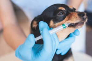 Process of giving a medicine injection to a small breed dog with a syringe, Veterinarian vet specialist in medical rubber gloves holding small dog giving drug remedy during treatment"n