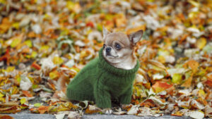 dressed chihuahua at autumn. dog wearing a green pullover.