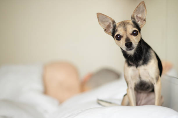 chihuahua in bed, cute pet sitting on a pillow