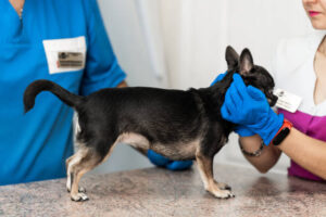 Professional veterinary examination of a small dog of the Chihuahua breed in a veterinary clinic. Pet health.