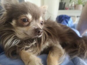 long haired chihuahua sitting on a couch