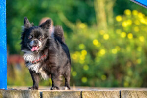 cheerful black with white chest chihuahua dog in frame of wooden bridge with copy space on blurred colorful natural background