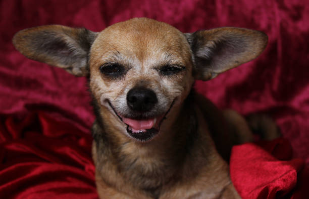 Small Senior Chihuahua Dog on Red Velvet Blanket
