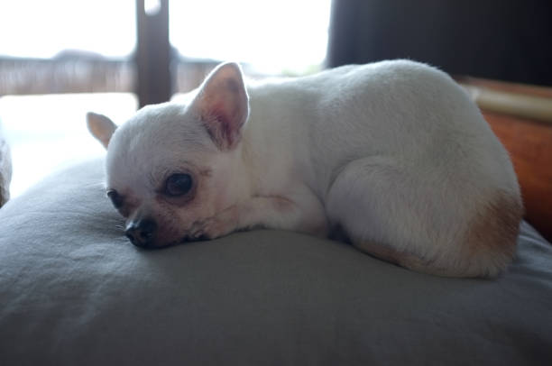 sick chihuahua dog sleeping on a pillow
